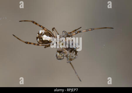 Western Black Widow, Latrodectus hesperus, unreifen mit Beute Stockfoto