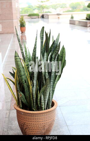 Sansevieria trifasciata oder als Mutter in der Zunge oder Schlange Pflanze bekannt Stockfoto