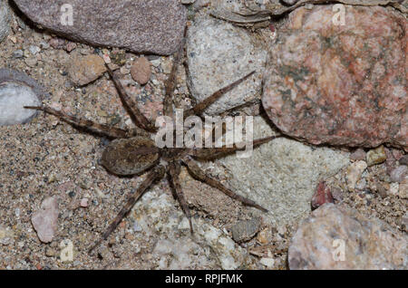 Wolf Spider, Familie Lycosidae Stockfoto