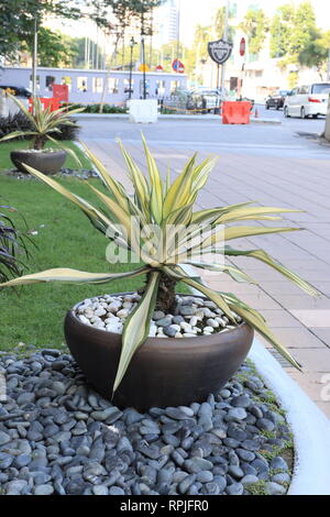 Color Guard Yucca, Yucca filamentosa Stockfoto