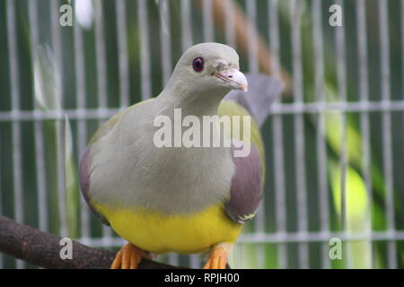 Bruce's Green Pigeon, Treron waalia, Yellow-Bellied Obst Taube, Zoo von San Diego, Kalifornien, Grau Grün Kopf und Hals, Orange-Footed, Violet-Eyed Stockfoto