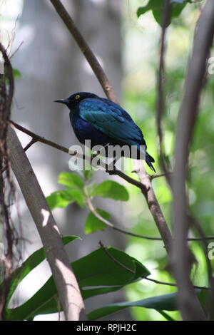 Lila glänzend Starling auf Niederlassung in Scripps Voliere San Diego Zoo, San Diego, Kalifornien Stockfoto