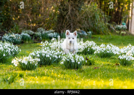 West Highland Terrier Welpen Eric & Ernie, das erste Mal im Garten. Stockfoto