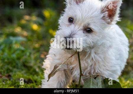 West Highland Terrier Welpen Eric & Ernie, das erste Mal im Garten. Stockfoto