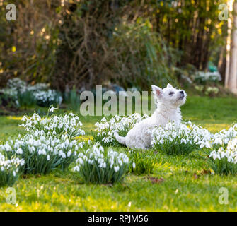 West Highland Terrier Welpen Eric & Ernie, das erste Mal im Garten. Stockfoto