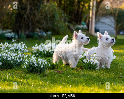 West Highland Terrier Welpen Eric & Ernie, das erste Mal im Garten. Stockfoto