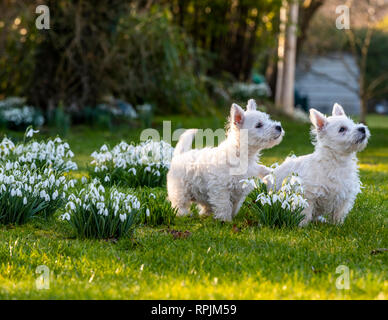 West Highland Terrier Welpen Eric & Ernie, das erste Mal im Garten. Stockfoto