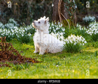 West Highland Terrier Welpen Eric & Ernie, das erste Mal im Garten. Stockfoto