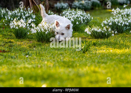 West Highland Terrier Welpen Eric & Ernie, das erste Mal im Garten. Stockfoto