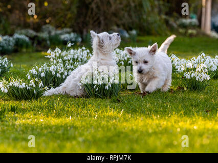 West Highland Terrier Welpen Eric & Ernie, das erste Mal im Garten. Stockfoto