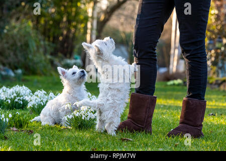 West Highland Terrier Welpen Eric & Ernie, das erste Mal im Garten. Stockfoto