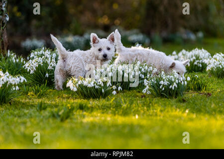 West Highland Terrier Welpen Eric & Ernie, das erste Mal im Garten. Stockfoto