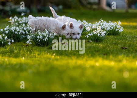 West Highland Terrier Welpen Eric & Ernie, das erste Mal im Garten. Stockfoto