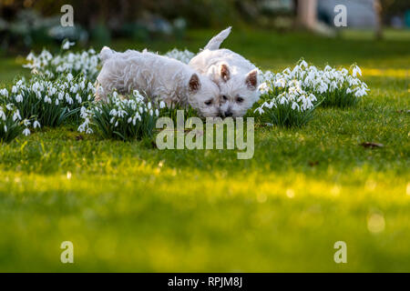 West Highland Terrier Welpen Eric & Ernie, das erste Mal im Garten. Stockfoto