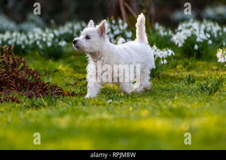 West Highland Terrier Welpen Eric & Ernie, das erste Mal im Garten. Stockfoto