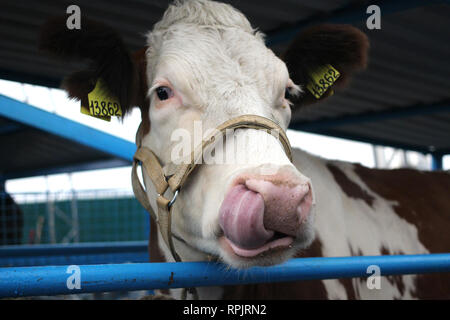 Lustige Kuh auf einem Bauernhof in einem paddock stecken ihre Zunge auf ihr Haupt Schnauze close-up sieht Stockfoto