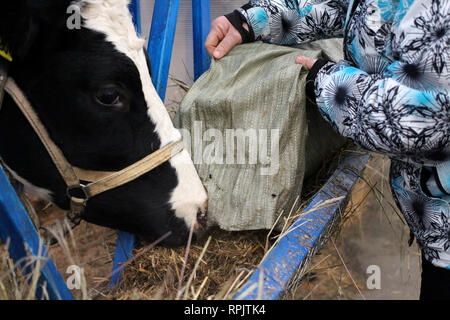 Mann Arbeiter auf dem Bauernhof Kühe füttern Heu Essen im Fahrerlager arbeiten Stockfoto