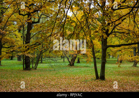Helle, platzen Herbst Farbe während der Höhe des Herbstes in Tallin, Estland. Stockfoto