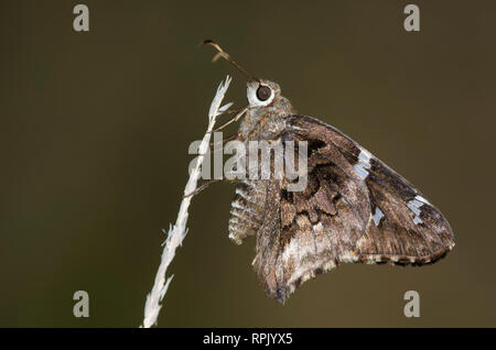 Arizona Skipper, Codatractus arizonensis Stockfoto