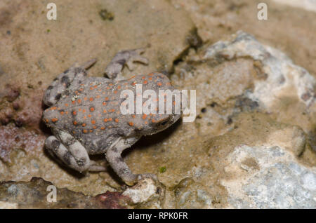 Rot-gepunktete Kröte, Anaxyrus punctatus Stockfoto