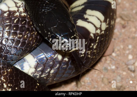 Kalifornien Kingsnake, Lampropeltis getula californiae Stockfoto