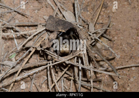 Grabende Wolf Spider, Geolycosa sp., im Burrow Stockfoto