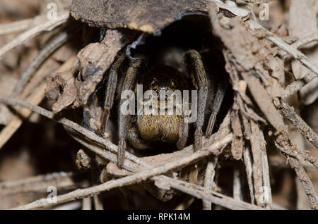 Grabende Wolf Spider, Geolycosa sp., im Burrow Stockfoto