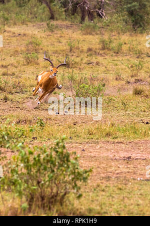 Foto serie: Gepard auf der Jagd nach grossen Impala. Die achte Episode. Die Masai Mara, Kenia Stockfoto