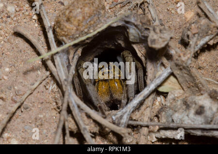 Grabende Wolf Spider, Geolycosa sp., im Burrow Stockfoto