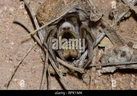 Grabende Wolf Spider, Geolycosa sp., im Burrow Stockfoto