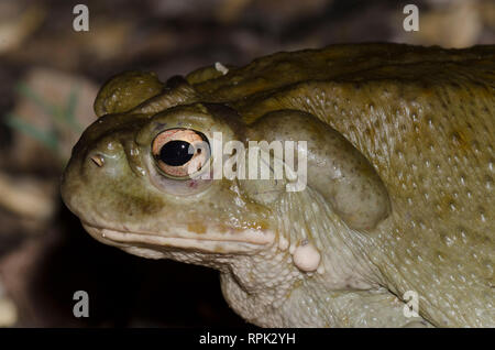 Sonoran Wüste Kröte, Incilius alvarius Stockfoto