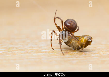 Cob-web Spinne mit Beute im Innenbereich Stockfoto