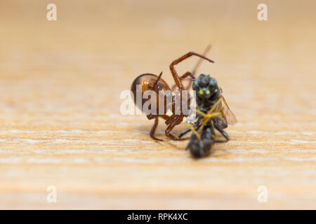 Cob-web Spinne mit Beute im Innenbereich Stockfoto