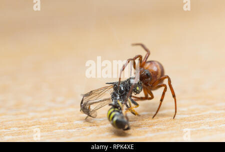 Cob-web Spinne mit Beute im Innenbereich Stockfoto