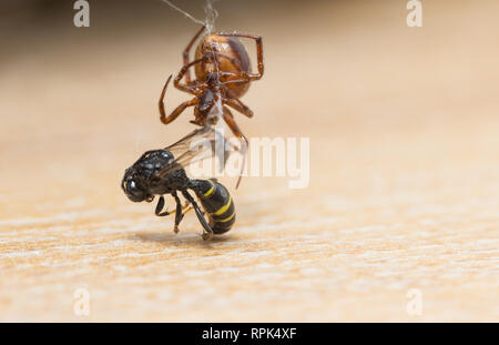 Cob-web Spinne mit Beute im Innenbereich Stockfoto