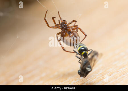 Cob-web Spinne mit Beute im Innenbereich Stockfoto