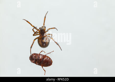 Cob-web Spinne mit Beute im Innenbereich Stockfoto