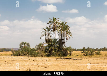 Eine kleine Oase in der Savanne. Amboseli, Kenia Stockfoto