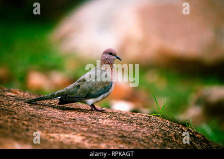 Lachende Taube, Spilopelia senegalensis, Hampi, Karnataka, Indien Stockfoto