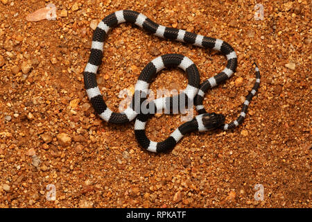 Gemeinsame Zaum Schlange, Dryocalamus nympha, Hampi, Karnataka, Indien Stockfoto