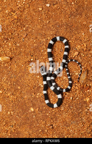 Gemeinsame Zaum Schlange, Dryocalamus nympha, Hampi, Karnataka, Indien Stockfoto