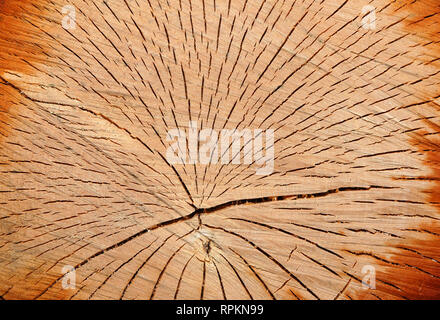 Holz- Hintergrund, Querschnitt durch Baumstamm Stockfoto