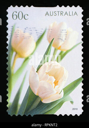 Australien - ca. 2010: einen Stempel in Australien gedruckten zeigt die Tulpen, Serie, ca. 2010 Stockfoto