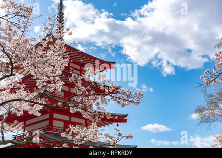 Voller Blüte schöne rosa Kirschblüte (Sakura) Blumen im Frühling sonnigen Tag mit blauen Himmel natürlichen Hintergrund. Arakurayama Sengen Park Stockfoto