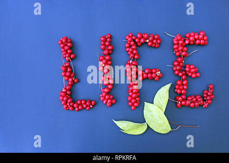 Schisandra chinensis. Wort Leben von roten Beeren schisandra als Seufzer der Lebensstil auf dunkelblauem Hintergrund. Gesunde schisandra. Stockfoto