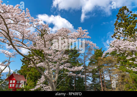 Voller Blüte schöne rosa Kirschblüten Blumen (Sakura) mit blauem Himmel natürlichen Hintergrund. Arakurayama Sengen Park, Fujiyoshida, Yamanashi, Japan Stockfoto