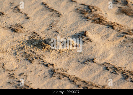Das Küken der Afrikanischen Skimmer (Rynchops flavirostris), eine Art von Problem, liegt im Grünen auf einem sambesi Sandbank in diesem typischen Position. Stockfoto