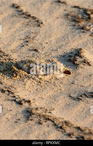Das Küken der Afrikanischen Skimmer (Rynchops flavirostris), eine Art von Problem, liegt im Grünen auf einem sambesi Sandbank in diesem typischen Position. Stockfoto