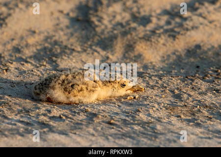 Das Küken der Afrikanischen Skimmer (Rynchops flavirostris), eine Art von Problem, liegt im Grünen auf einem sambesi Sandbank in diesem typischen Position. Stockfoto