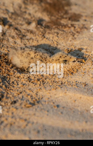 Das Küken der Afrikanischen Skimmer (Rynchops flavirostris), eine Art von Problem, liegt im Grünen auf einem sambesi Sandbank in diesem typischen Position. Stockfoto